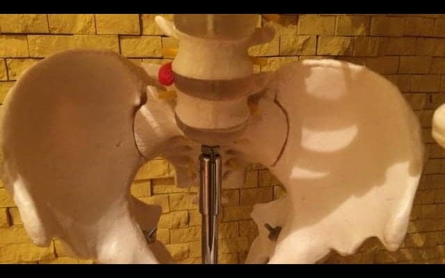 男性の骨盤底筋の特徴とは