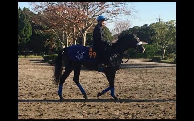 【デイリー杯2歳S】サクセッション  国枝師「余裕のある動き」