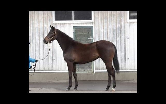 フィエールマンの妹、ルーツドール。調教師は「能力は高い」と太鼓判