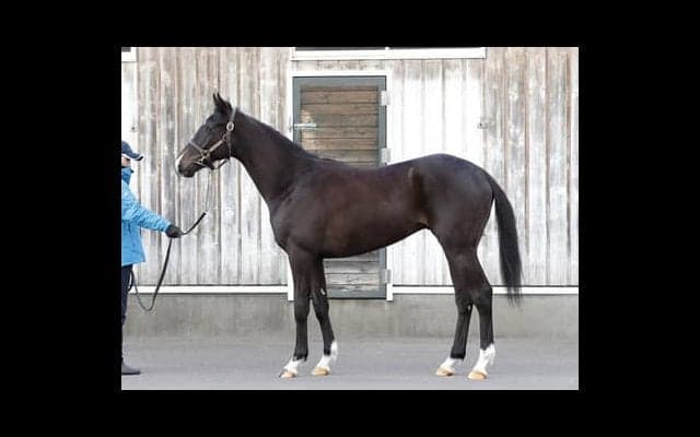 国枝厩舎で「秋のデビュー組では一番」。モーソンピークに称賛の嵐