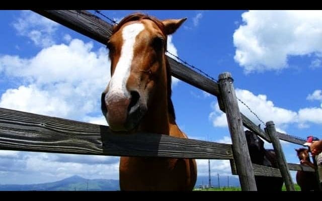 馬油の驚くべき効果効能