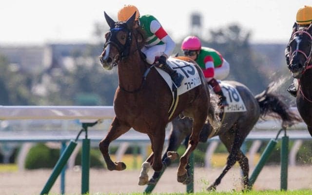 【新馬/京都5R】母シーザリオの良血馬 ファーストフォリオがデビュー勝ち！