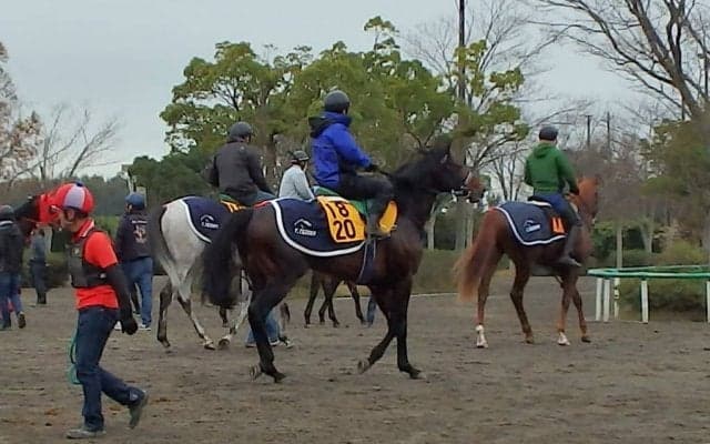 【ステイヤーズS】モンドインテロ 手塚師「冬の時季が合うのか状態がいい」