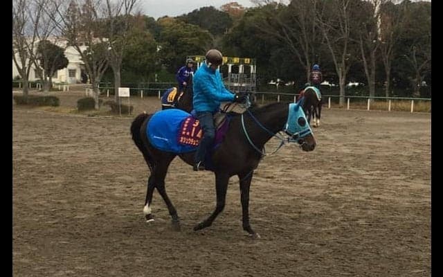 【ステイヤーズS】オジュウチョウサン 和田郎師「キレ勝負にならなければ」