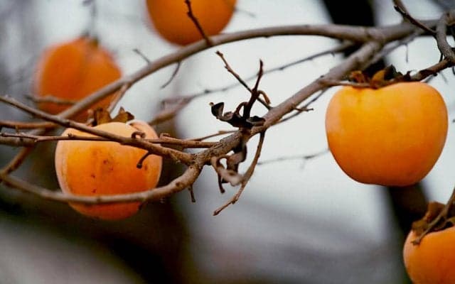 競輪に夢CHU Vol.20