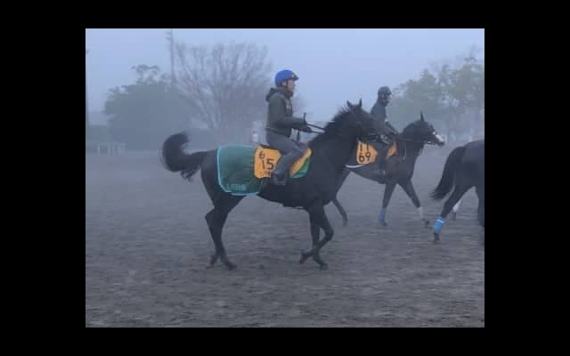 【ターコイズS】コントラチェック 得意の中山で復活なるか