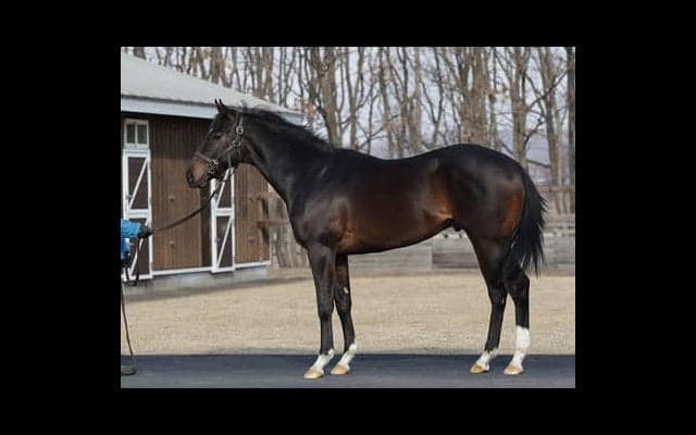 姉ダノンファンタジーより「パワーが増す」アドマイヤベネラが初陣へ