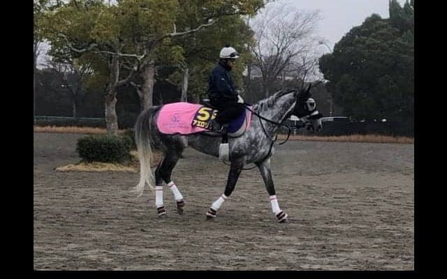 【有馬記念】アエロリット 菊沢師「上手く息をいれられれば」