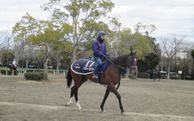 【ホープフルS】ワーケア 手塚師「走る馬らしい良い雰囲気」
