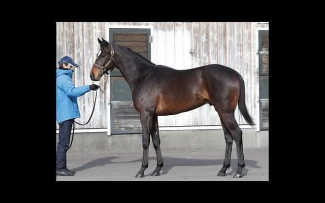 ２億5000万円の高額馬ダノンレガーロ。「秘めているものは、いい」