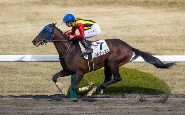【新馬/阪神4R】エイシンフラッシュ産駒 パルディエスがデビュー勝ち！