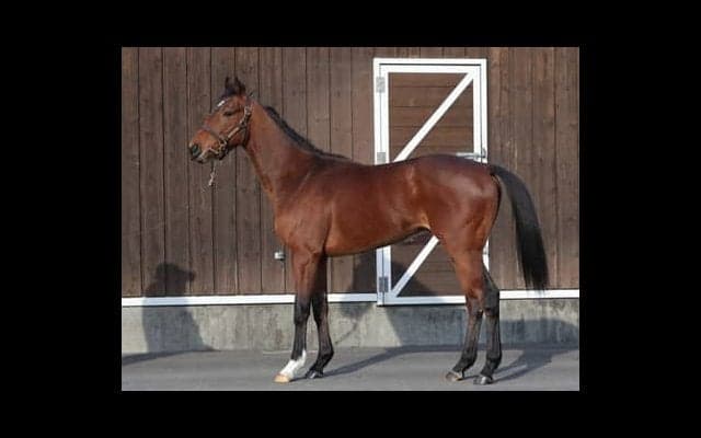 落札額は超高額の５億8000万円。アドマイヤビルゴがまもなくデビュー