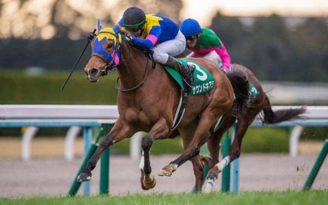 【京都金杯】西の重賞ウィナーはサウンドキアラ！