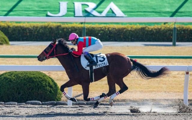 【京都4R】武豊タマモツワモノが2勝目！