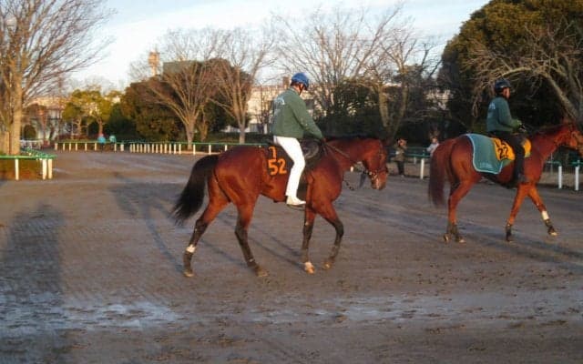 【京成杯】ゼノヴァース 藤沢和師「ここでどれだけやれるか」