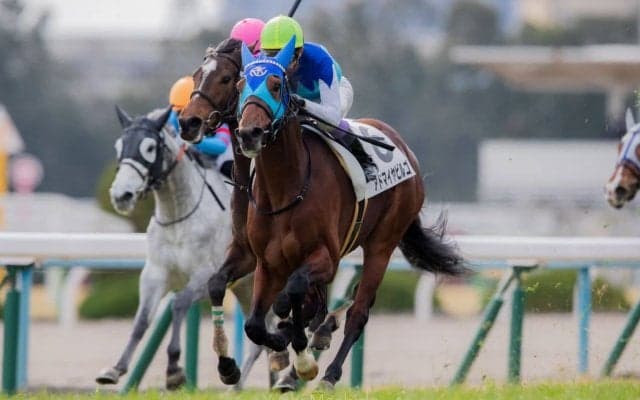 【新馬/京都6R】6億円ホースがデビューV！武豊騎乗のアドマイヤビルゴが抜け出す