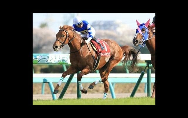 根岸Ｓを穴党記者が吟味。実力馬４頭が人気の盲点、美味な馬券となる