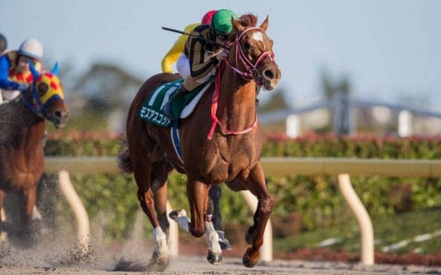 【根岸S】G1馬の貫禄！モズアスコットが鋭く差し切り！コパノキッキングは2着