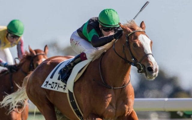 【新馬/東京6R】マーフィー騎乗のオーロアドーネがデビューV！