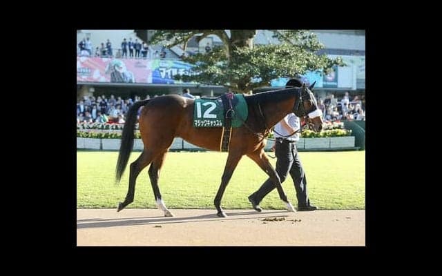 血統で見るクイーンＣ。「旬の配合」馬が桜花賞の有力候補に躍り出る