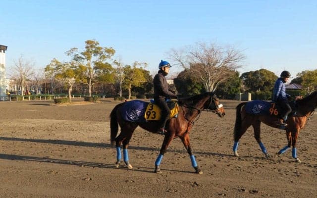 【京都記念】カレンブーケドール 国枝師「八分くらいの仕上がり」