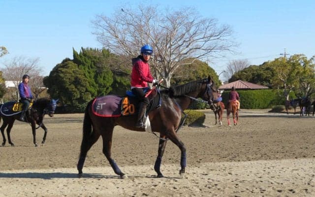 【共同通信杯】ココロノトウダイ 手塚師「今回のメンバーでも楽しみ」