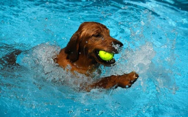 テニスボール犬、ギネス世界記録に挑戦！