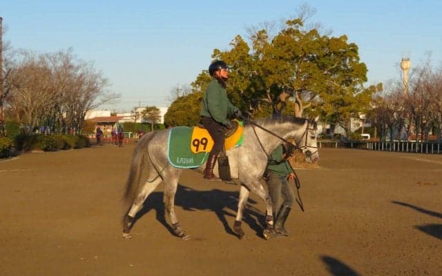 【京都牝馬S】アルーシャ 藤沢和師「昨年はゴチャつく場面も」