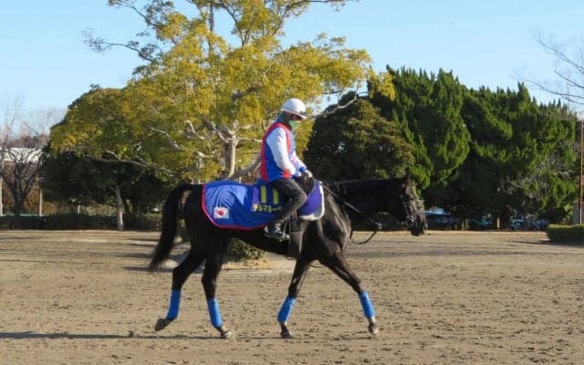 【フェブラリーS】デルマルーヴル 戸田師「相手なりに走れる」