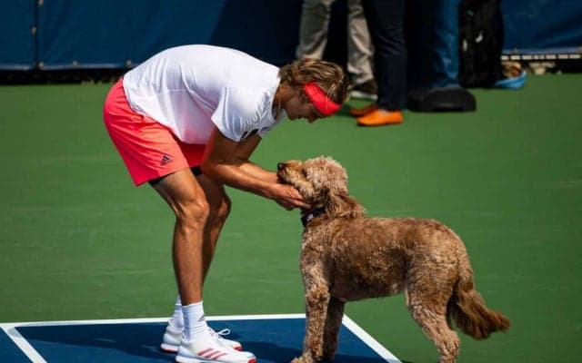 ズベレフらテニス選手のかわいいペットたち一挙紹介！
