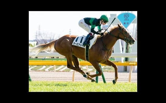 弥生賞で一発狙うなら、底が割れている馬より新馬勝ち馬に魅力あり