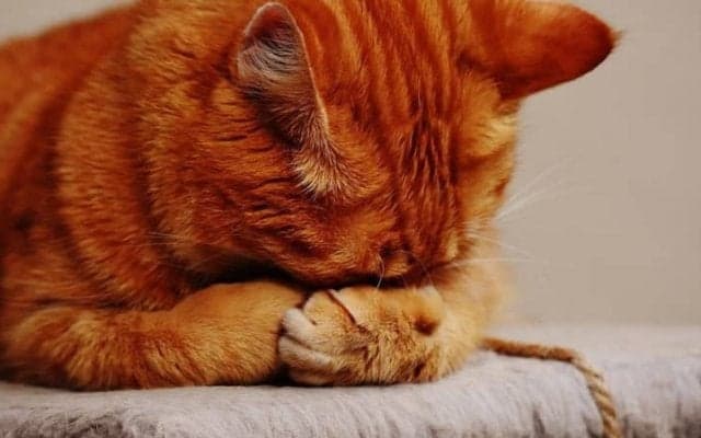 脳の疲労感を減らす方法「1分間の休息、仮眠のススメ」