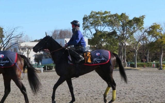 【フラワーC】ポレンティア 田中博師「距離が延びるのはプラス」