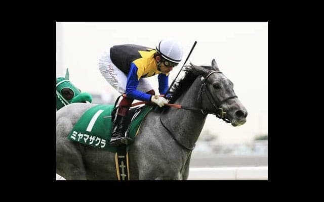 桜花賞で満開となるか。ミヤマザクラは「すべてにおいてレベルが高い」