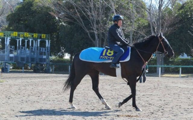 【高松宮記念】ナックビーナス 杉浦師「いい馬場で走らせたい」