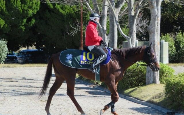 【高松宮記念】セイウンコウセイ 得意の舞台で再び