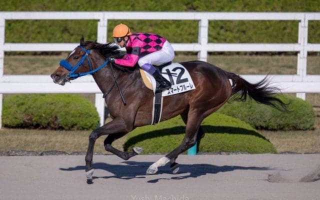 【マリーンC】枠順と見どころ 武豊スマートフルーレは3枠4番