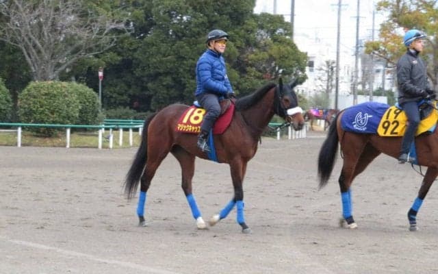 【桜花賞1週前】マジックキャッスル 国枝師「前走も負けて強し」