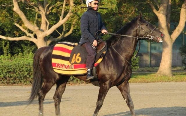 【ニュージーランドT】アブソルティスモ 藤沢和師「改めて期待」