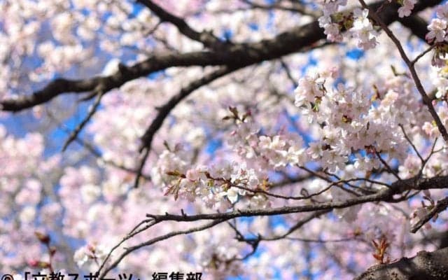 活動自粛、新歓中止…“異例づくめ”の今、体育会部活にできることとは