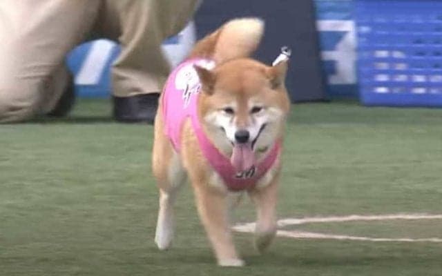 【始球式名場面】まさに癒やしの存在　愛くるしい「わさび」ちゃんにメロメロ「可愛すぎる」