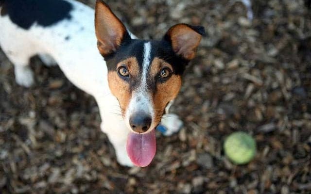 「なんて賢いの！」キュートなワンちゃんが、テニスの練習相手を完璧に務める