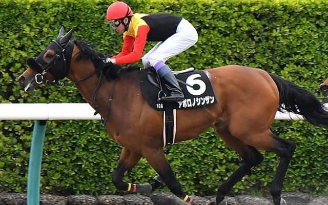 【先週のJRA抹消馬】オープン馬アポロノシンザン・ドミナートゥス、良血馬エルプシャフトなど