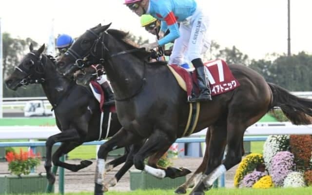 【函館スプリントS予想オッズ】武豊騎手と初コンビのダイアトニックが予想1番人気