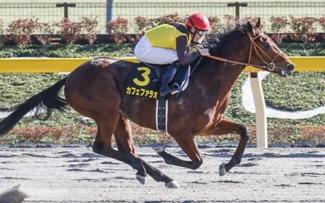 【ユニコーンS予想オッズ】ヒヤシンスS優勝馬カフェファラオが予想1番人気