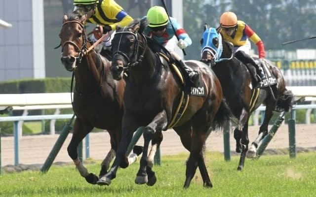 【函館スプリントS枠順確定】ダイアトニックは3枠6番、ライトオンキューは4枠7番