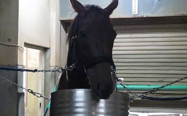 【大井・帝王賞】ノンコノユメ　古巣・中央勢を迎え撃つ！