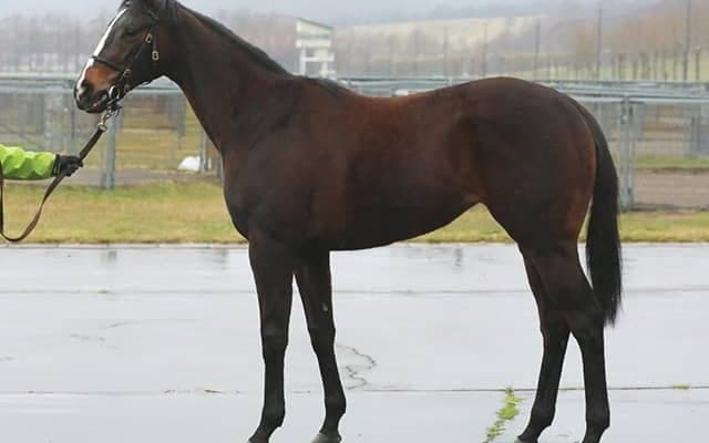 【東京1R未勝利戦結果】キズナ産駒ジュラメントがV、藤田菜七子騎手は東京芝初勝利