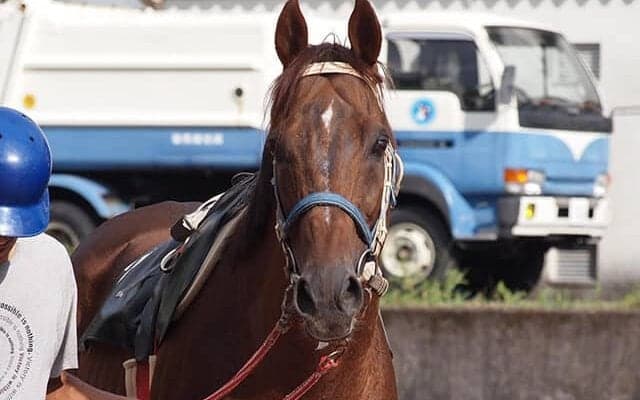 一頭の馬が繋いだ命のバトン　あしずりダディー牧場