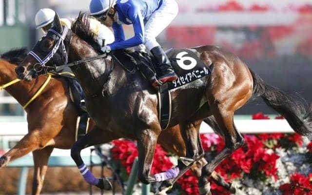 【CBC賞予想】タイセイアベニールの重賞初制覇に期待/JRAレース展望